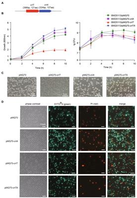 Antitoxin CrlA of CrlTA Toxin–Antitoxin System in a Clinical Isolate Pseudomonas aeruginosa Inhibits Lytic Phage Infection